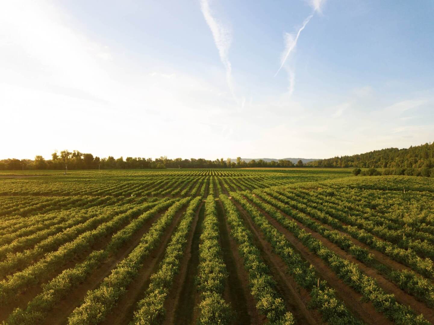 Photo of rows of crops in a large green field.