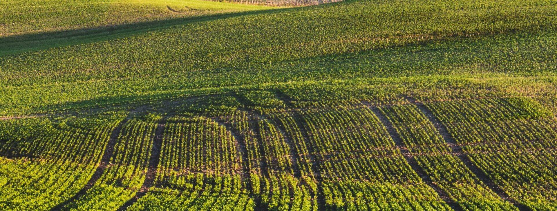 A photo of a large field of crop rows.