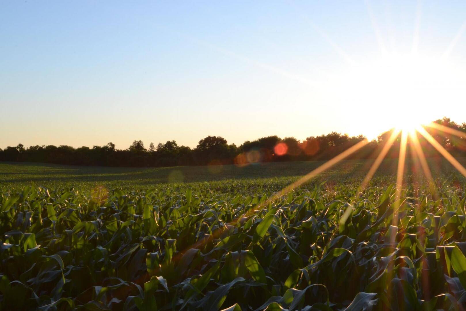 Sunlight touches crops in a field