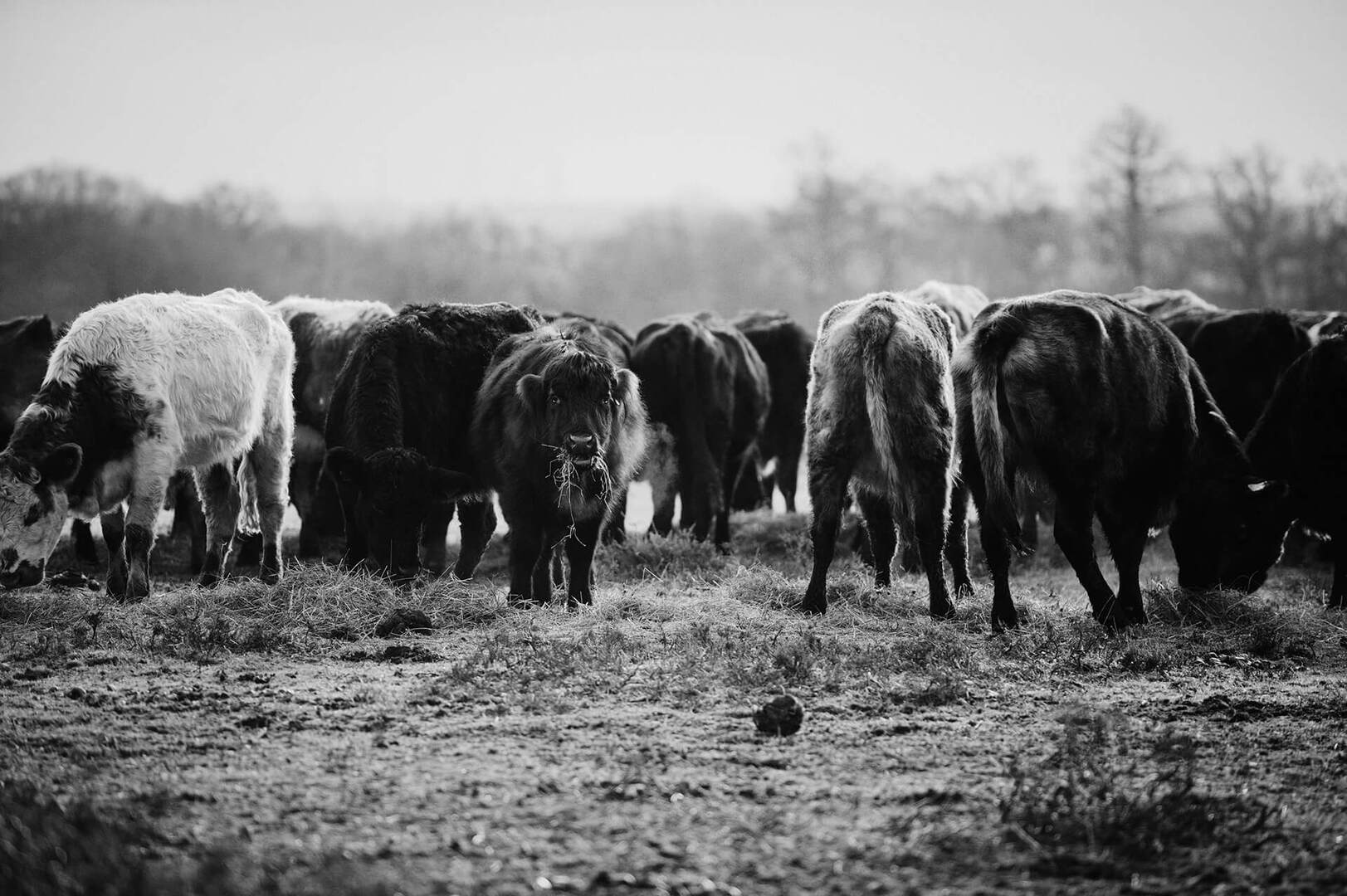 Cattle gather around in a field.