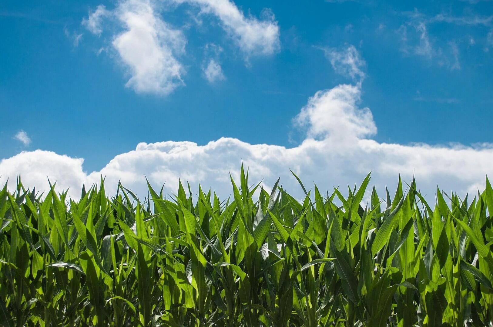 Photo of corn husks in a field.