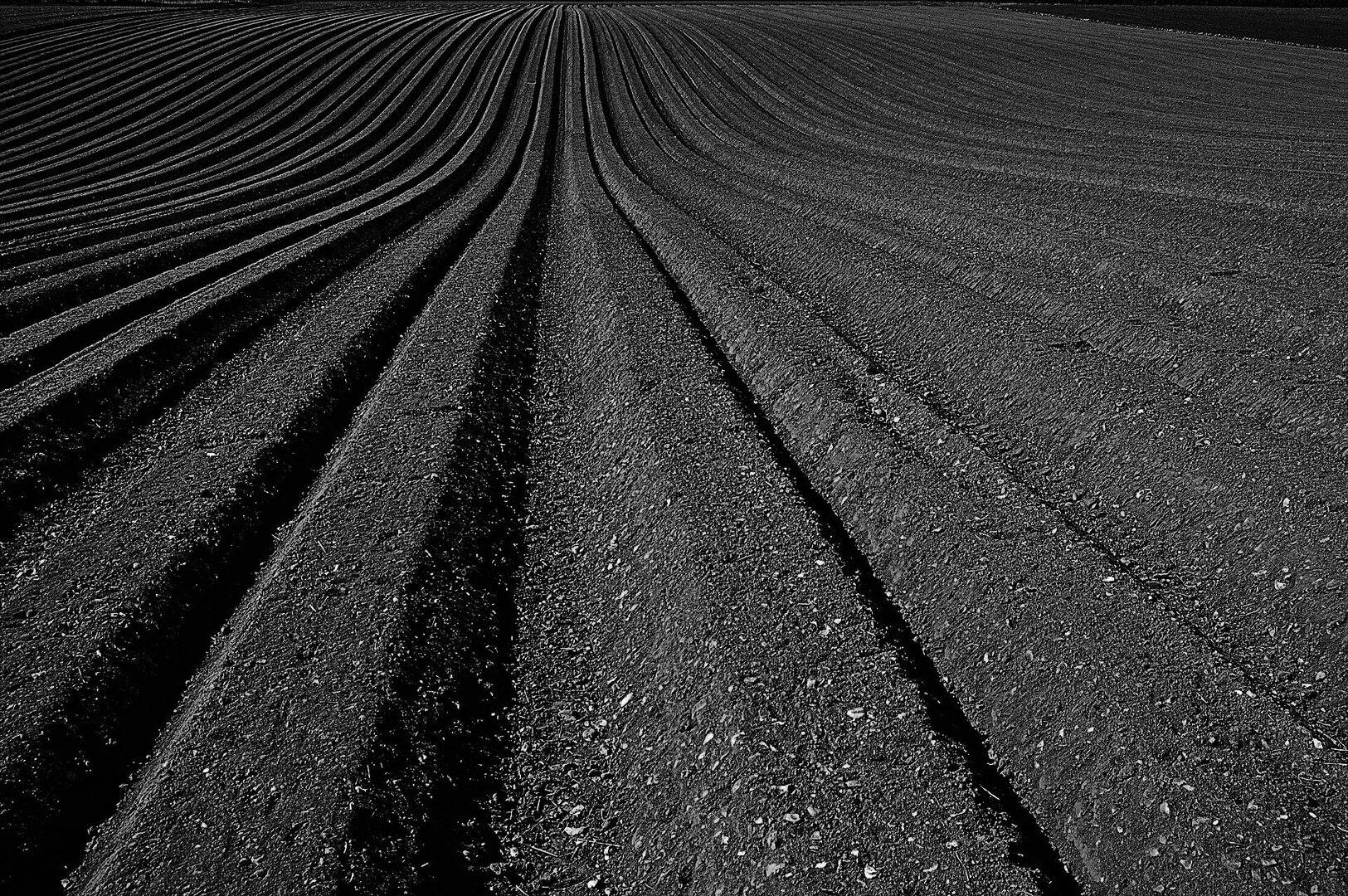 A photo of tilled rows.