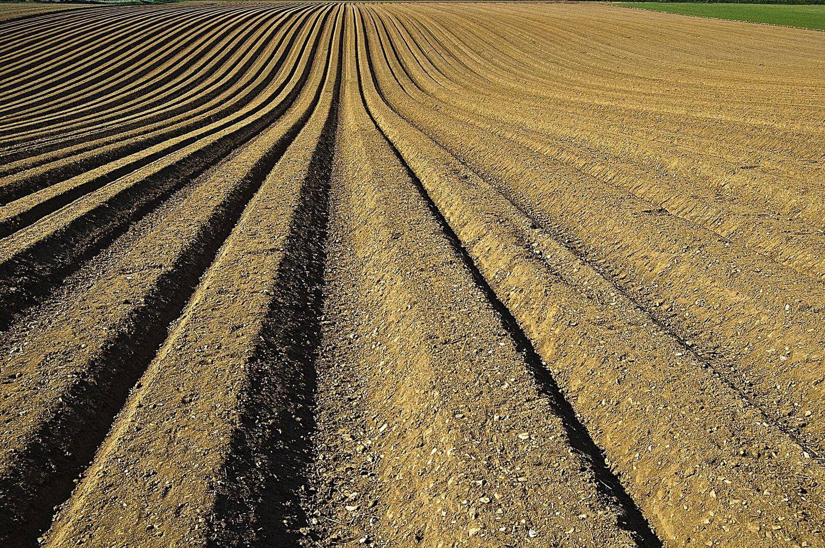 A row of tilled soil.