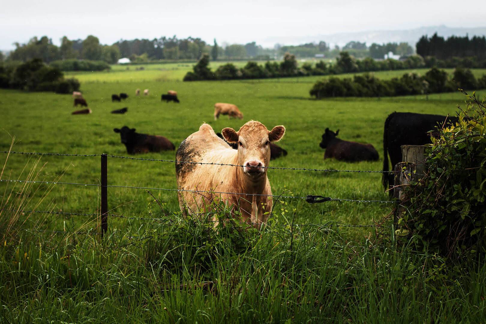 A cow looks at the camera in a field.