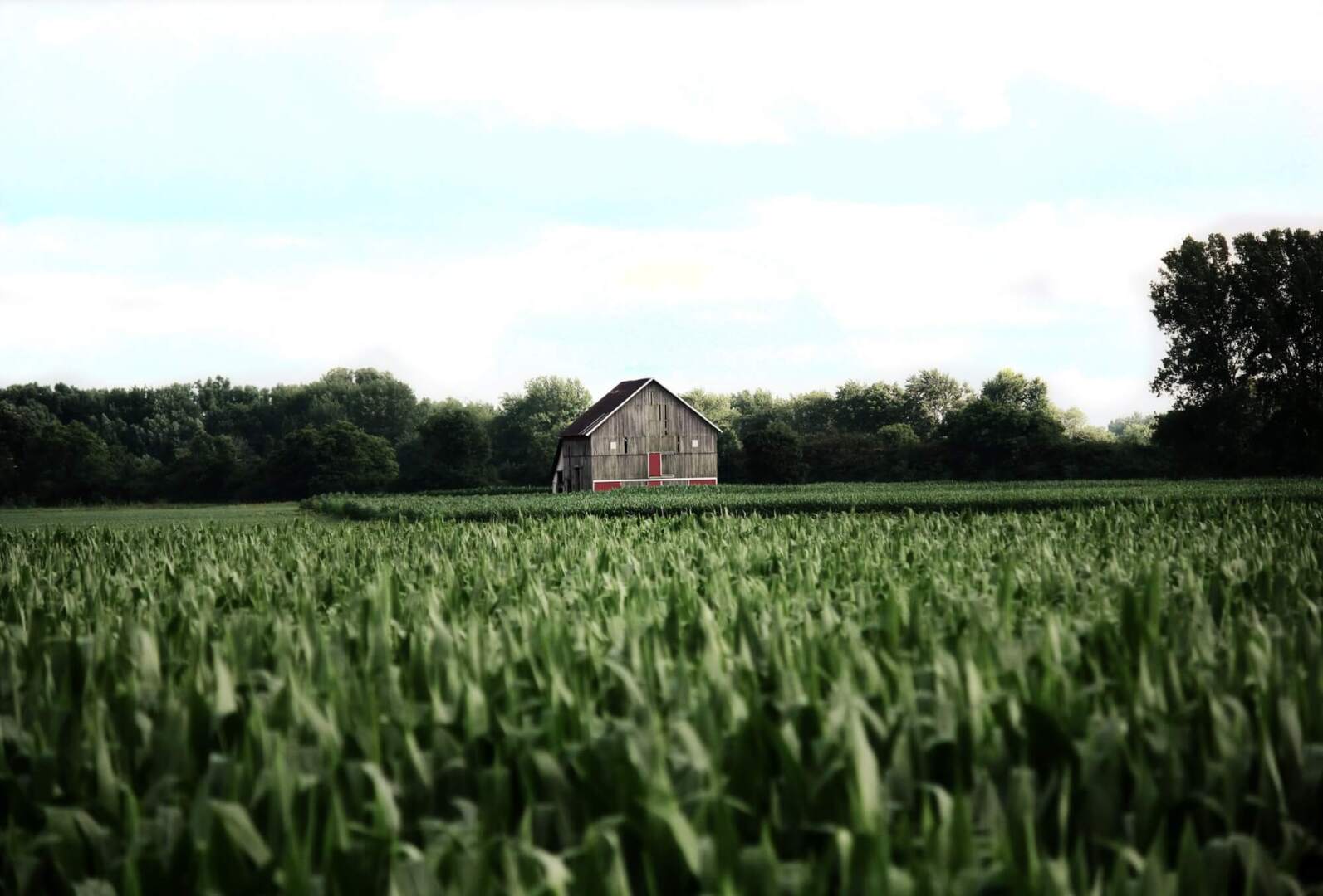 An image of an old barn.