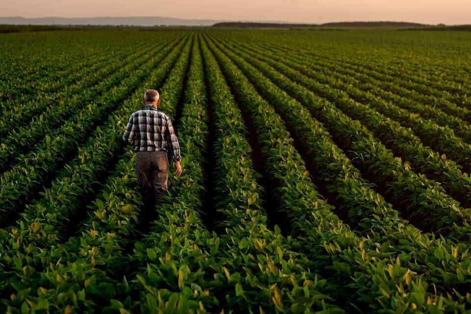 A man walks through rows of crops in a field.