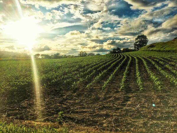 Green field with the sun shining brightly above.