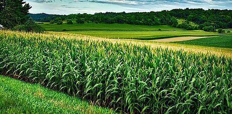 Photo of a green open corn field.