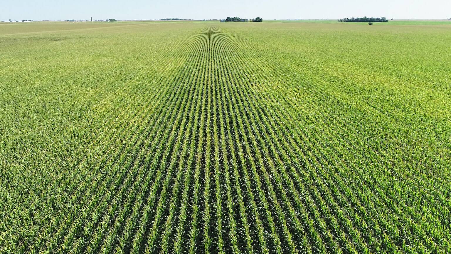 corn field