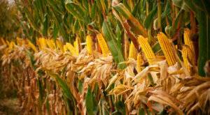 stalks of corn in field