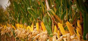 ears of corn in field