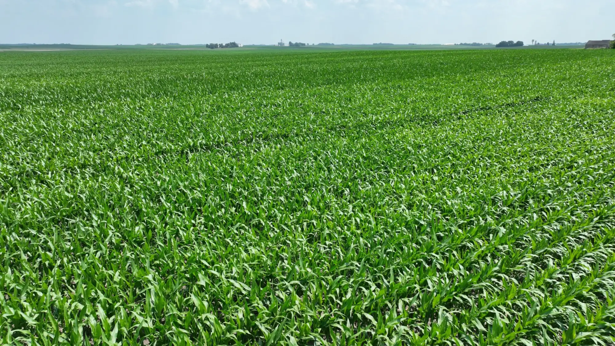 image of farmland to be sold